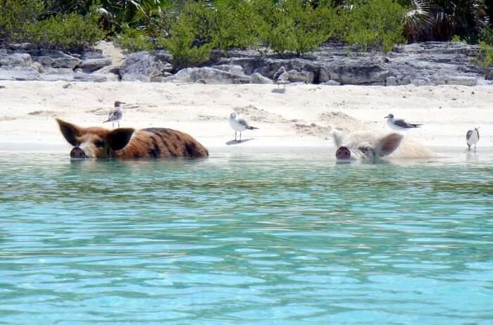 12 Types Of Wildlife In Bahamas You Must Watch On Your Trip