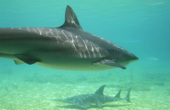 Feeding the sharks