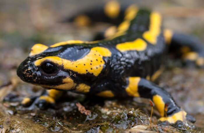 Fire Salamander