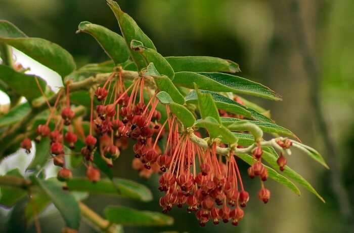 Fruits, Flowers and Seed