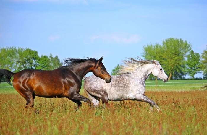 gallop stables