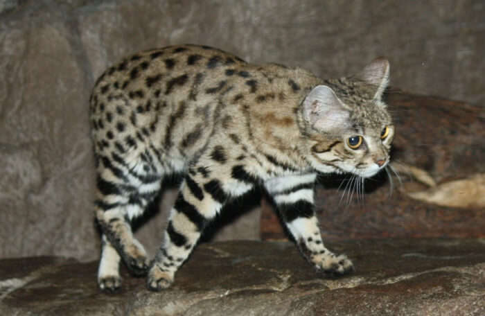 Get acquainted with South Africa’s elusive kitty
