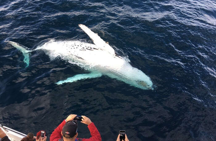 White whale 