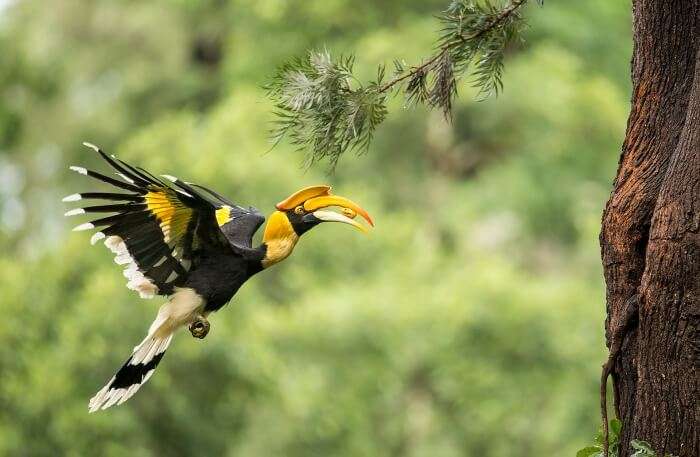 Great Hornbill