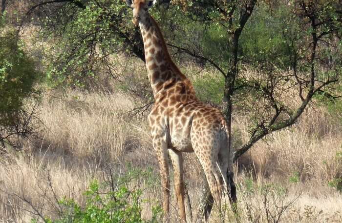 Giraffe view
