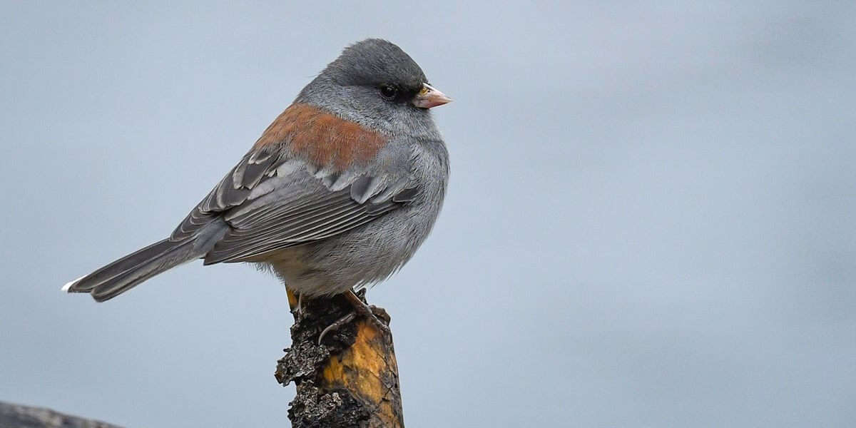 Bird Research Center