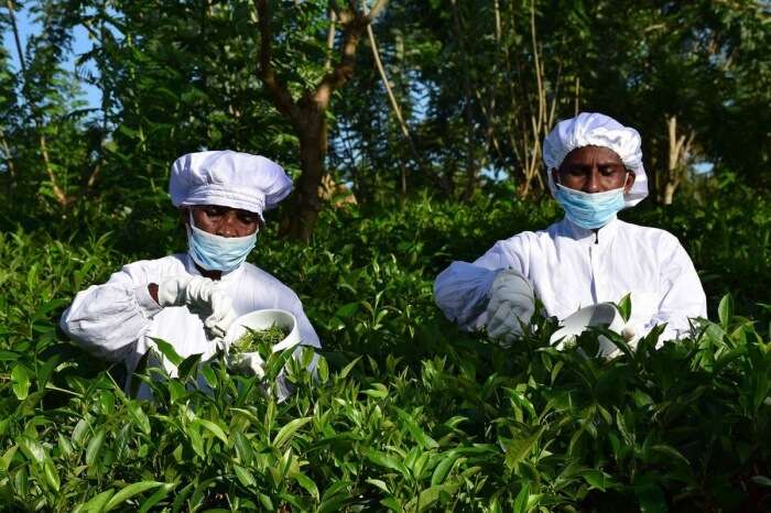 Handunugoda Tea Estate