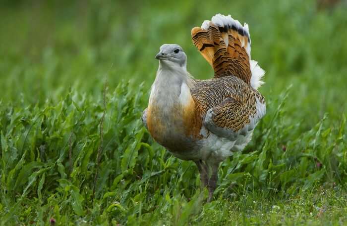 hortobagi wild animals 