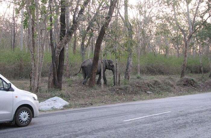 How To Reach Mudumalai National Park