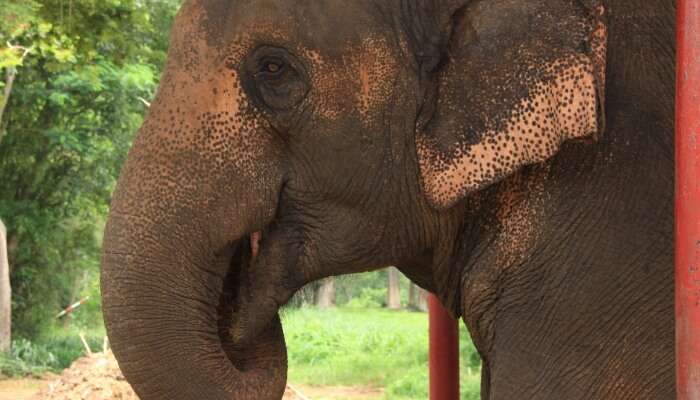 Hutsadin Elephant Foundation