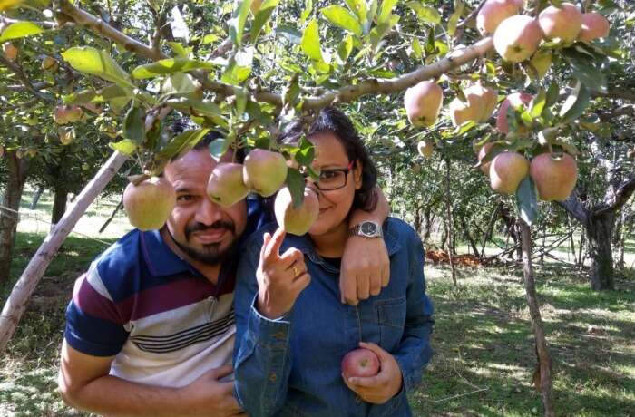 apple orchards