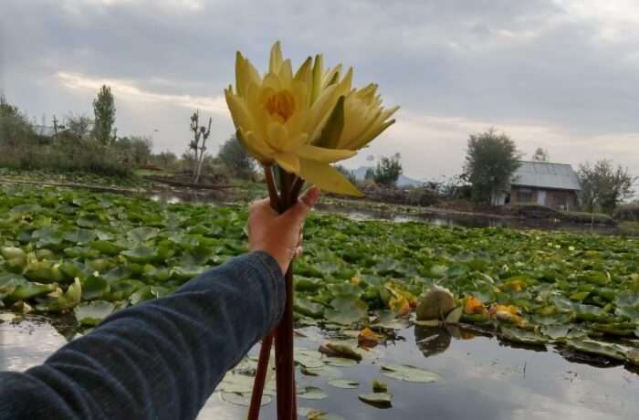 ambience of the Dal Lake