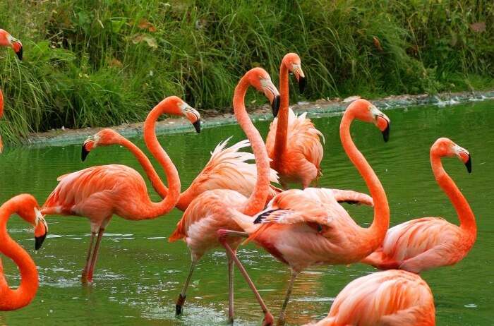 Inagua Flamingos