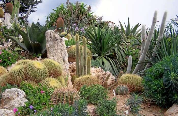 Exotic plants view