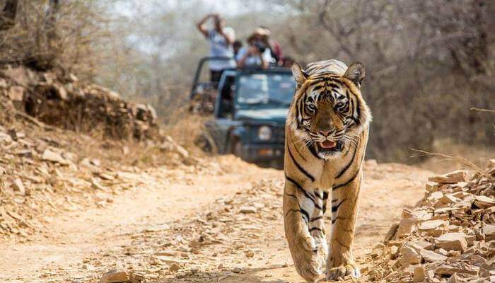 Jim-Corbett-National-Park