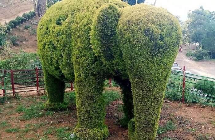 Elephant Shaped Tree