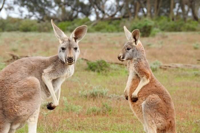 Kangaroos