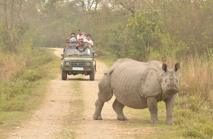 Visit Kaziranga National Park, one of the best honeymoon places in India in summer