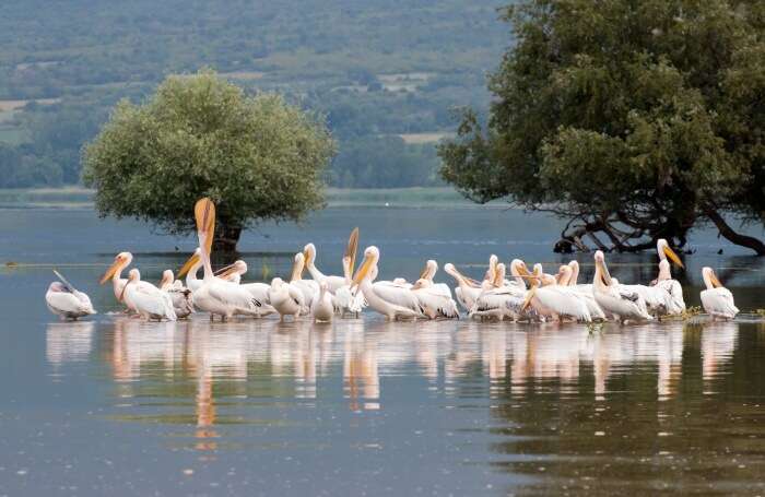 Kerkini Lake