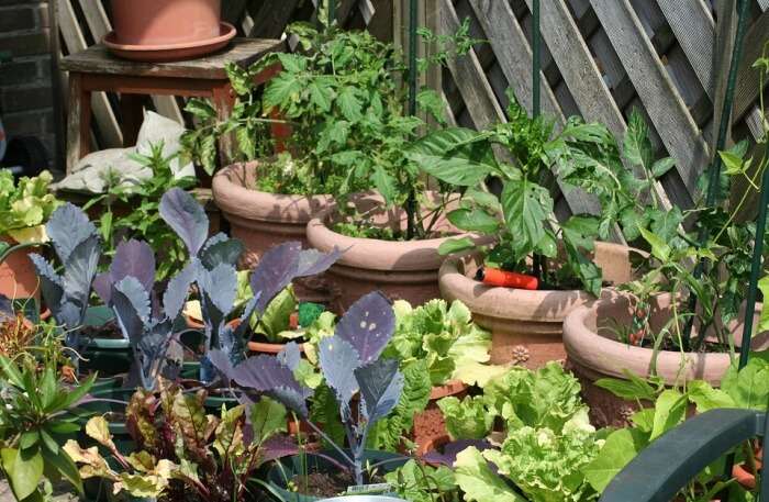 Kitchen Garden