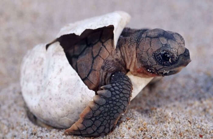 Turtle closeup view