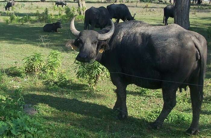 Kápolnapuszta Buffalo 