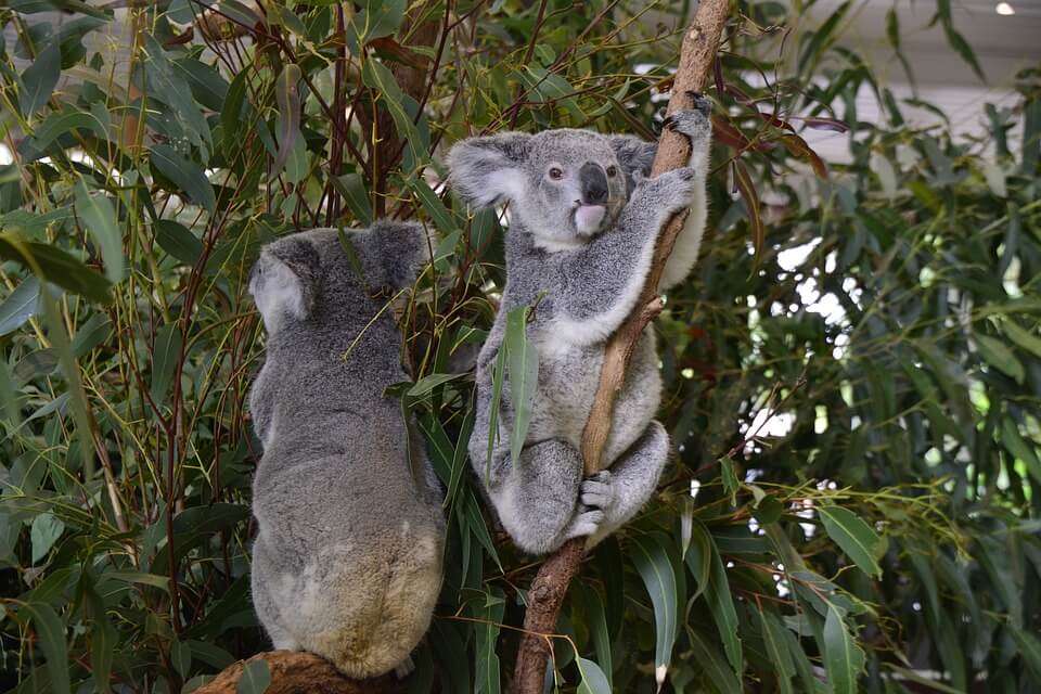 Lone Pine Koala Sanctuary : Pet a Koala Bear
