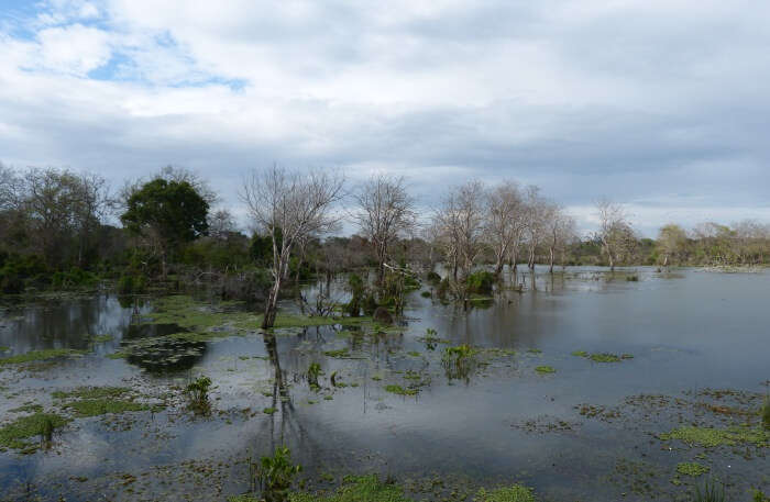 Lunugamvehera National Park