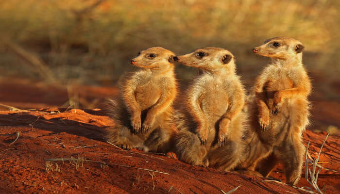 Meerkat Adventures