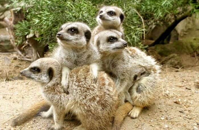 Meerkat Magic Tour