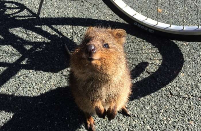 Rottnest Island