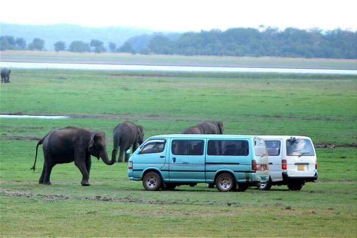 Minneriya National Park Safari