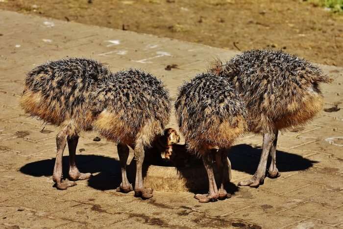 Mooiplaas Ostrich Farm