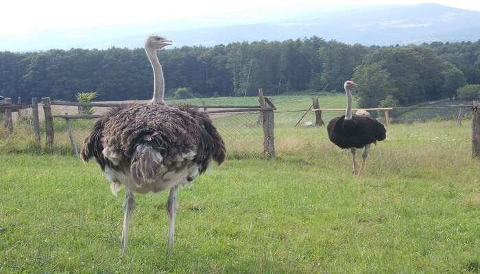 Mooiplaas Ostrich Farm