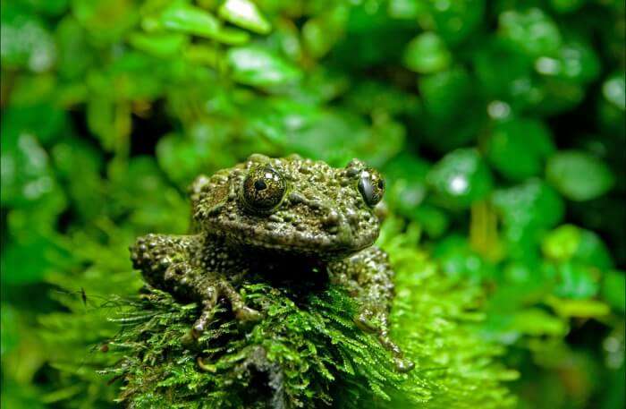 Mossy Frogs