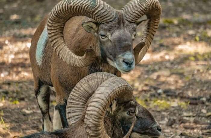 Animal Deer Park Horns Mouflon Sheep