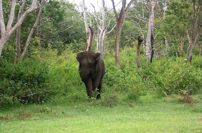 Mudumalai National Park Basic Information