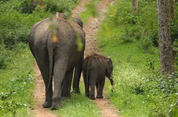 Mudumalai National Park Entry Fee