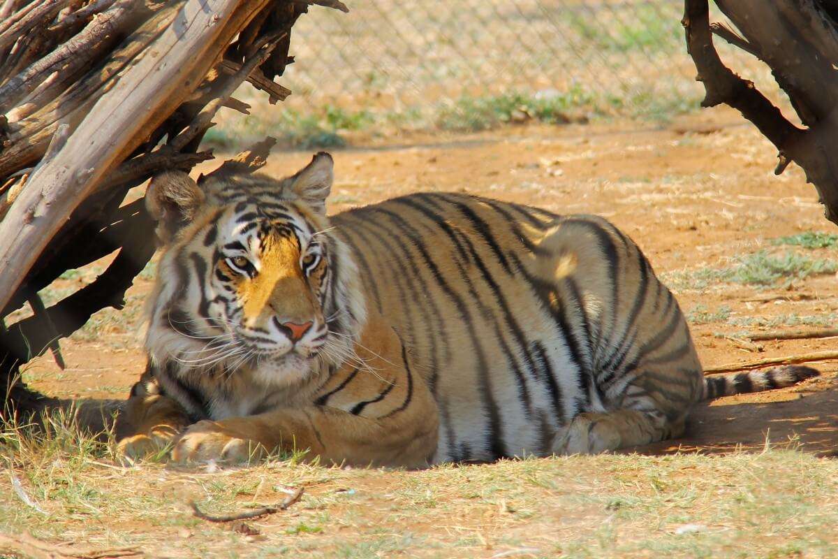 National Zoological Gardens of South Africa