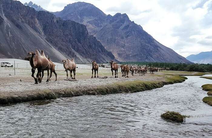 Nubra Valley View