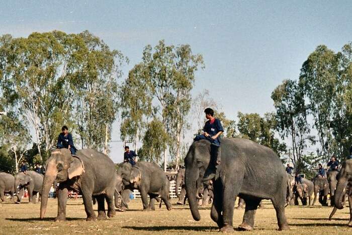 elephant ride