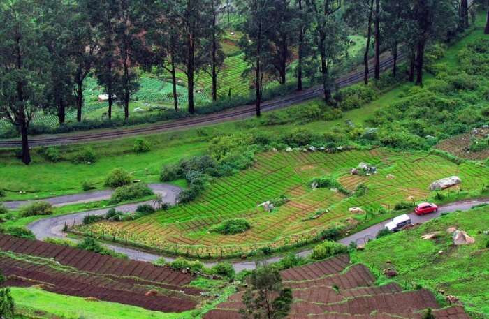 Ooty View