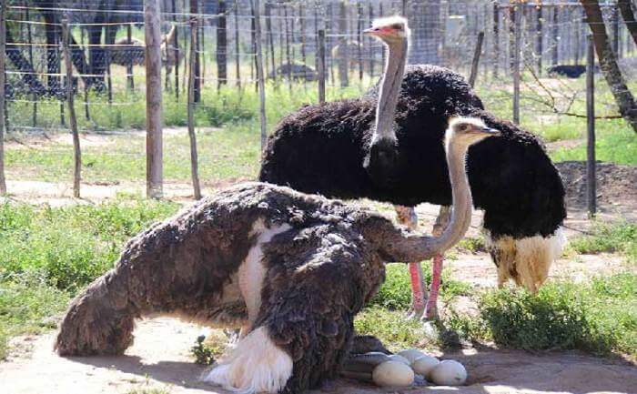 Ostrich Farm