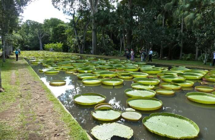 Pamplemousses Gardens