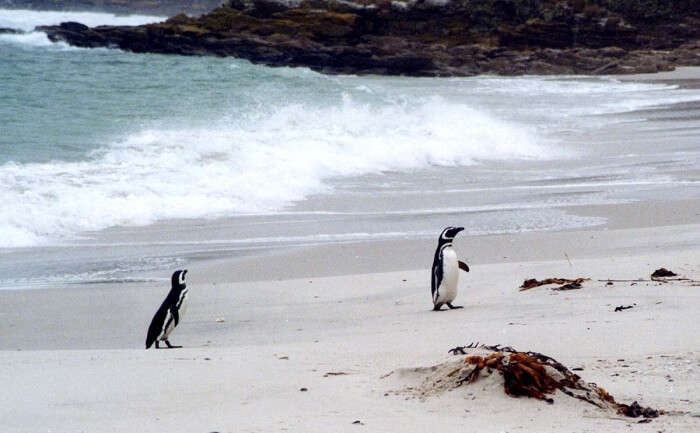 Penguin Island Beaches