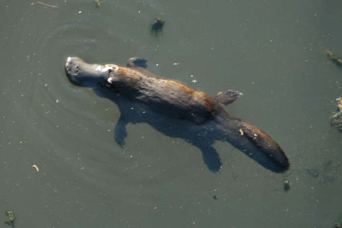 Platypus