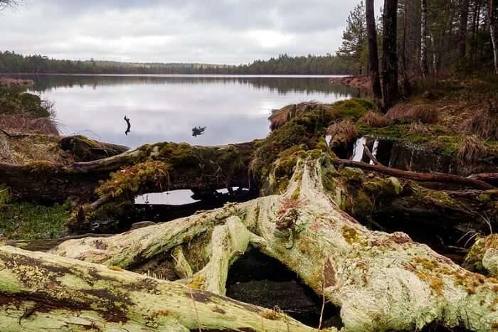 Pohja-Korvemaa Nature Reserve