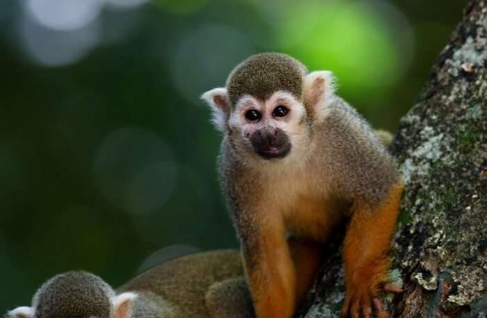 Pygmy-Slow-Loris