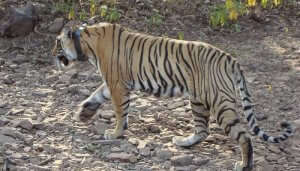 Ranthambore