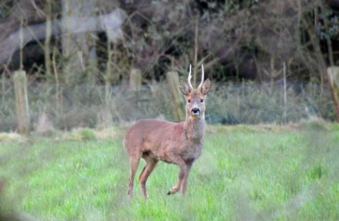 Roebuck